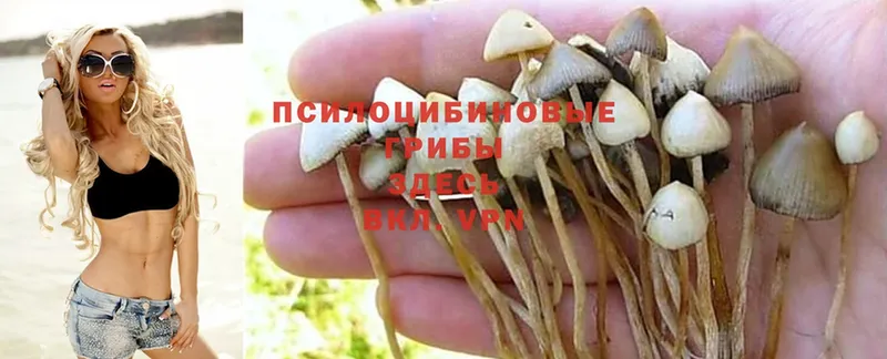 купить наркотики цена  shop формула  Псилоцибиновые грибы MAGIC MUSHROOMS  Малаховка 